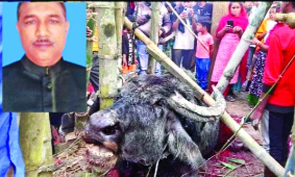 দেলদুয়ারে মহিষ কেড়ে নিলো আ’লীগ নেতাসহ ৩ জনের প্রাণ