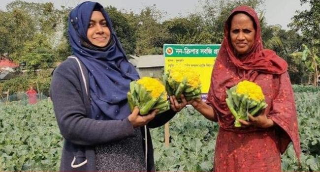 সখীপুর রঙিন ফুলকপি চাষে এক কৃষাণীর সফলতা