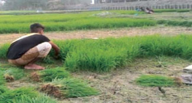 শায়েস্তাগঞ্জে বোরো ধান চাষ ও পরিচর্যায় ব্যস্ত কৃষক