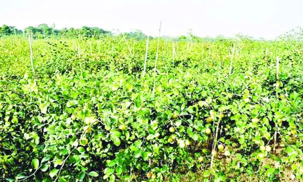 ছাতকে কুল চাষে বিপ্লব