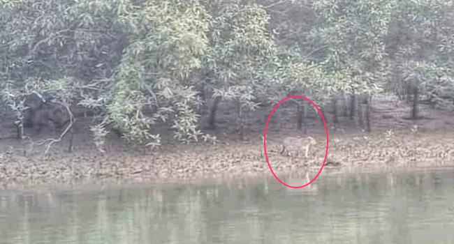 সোনাদিয়ায় দেখা মিলেছে বাঘসদৃশ প্রাণীর