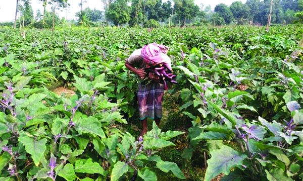 টঙ্গিবাড়ীতে জৈব সার ও বালাইনাশকে ফলছে নিরাপদ সবজি