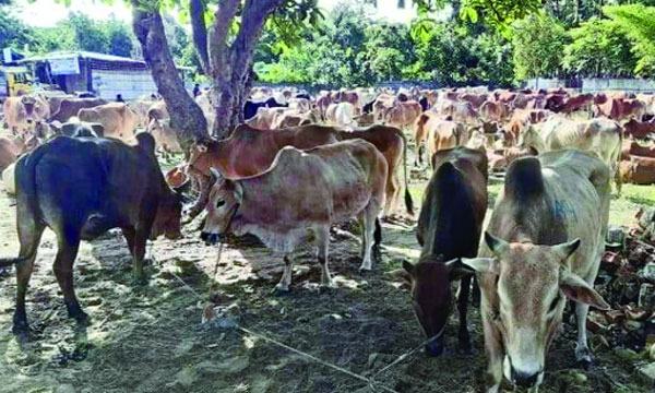 গরু পাচারের ট্রানজিট পয়েন্ট ঈদগাঁও বাজার