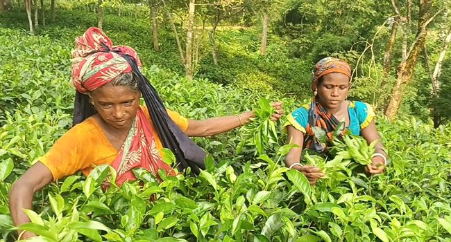 চট্টগ্রামে চা উৎপাদনে নতুন রেকর্ড