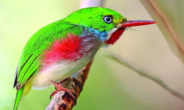 কিউবান টোডি বৃত্তান্ত