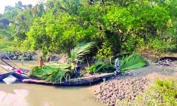 সুন্দরবনে গোলপাতা আহরণ শুরু লক্ষ্যমাত্রা পূরণ নিয়ে শঙ্কা