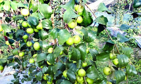 মিরসরাইয়ে যুবকের বরই চাষে চমক