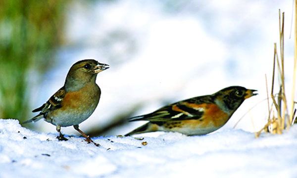 ব্রাম্বলিং