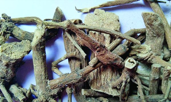 সর্পগন্ধা