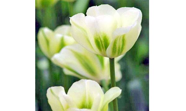 সবুজ ফুলের কথা