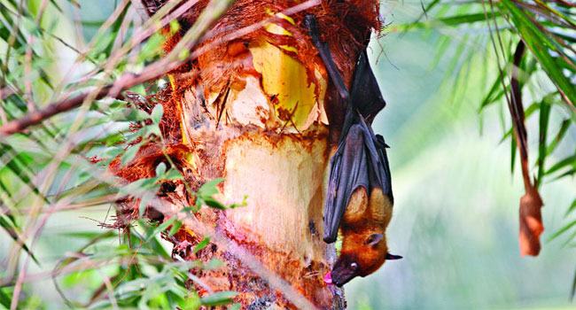 দেশের সব জেলা নিপাহ ভাইরাসের ঝুঁকিতে : আইইডিসিআর
