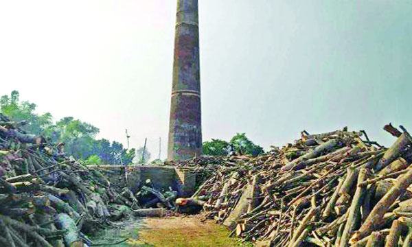 কুষ্টিয়ায় ফসলের মাঠে ইটভাটা প্রকাশ্যে পুড়ছে গাছ