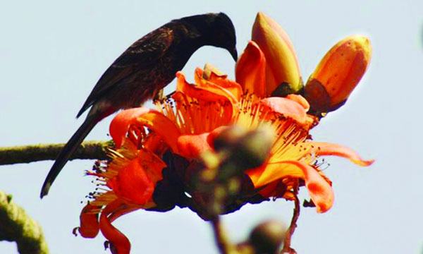 পাপড়ি মেলে ধরেছে পলাশ-শিমুল