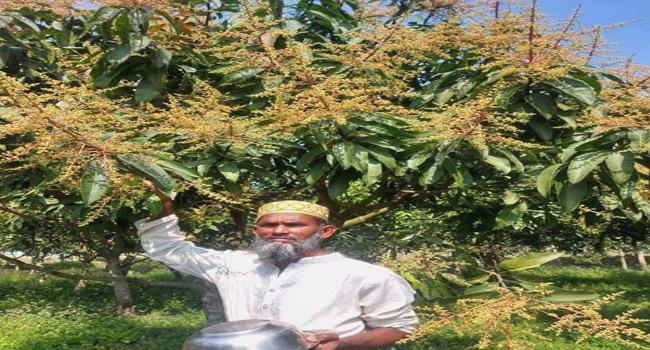 গাছে গাছে আমের মুকুল ছড়াচ্ছে পাগল করা গন্ধ