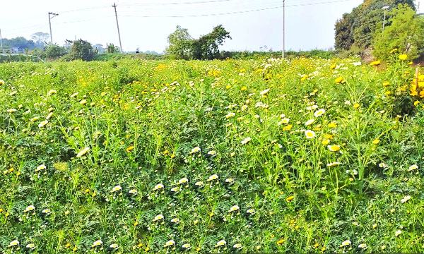 নারায়ণগঞ্জে ফুল বিক্রির লক্ষ্যমাত্রা ৫ কোটি টাকা