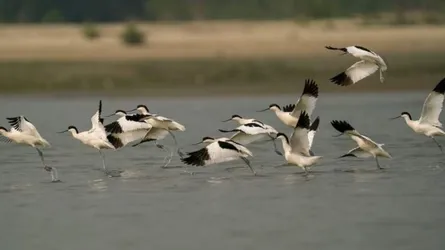 অতিথি পাখির অবাধ বিচরণ রাঙ্গাবালীর সোনারচরে