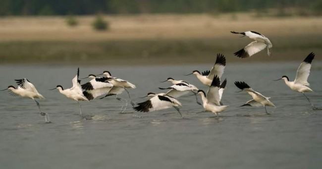 অতিথি পাখির অবাধ বিচরণ রাঙ্গাবালীর সোনারচরে