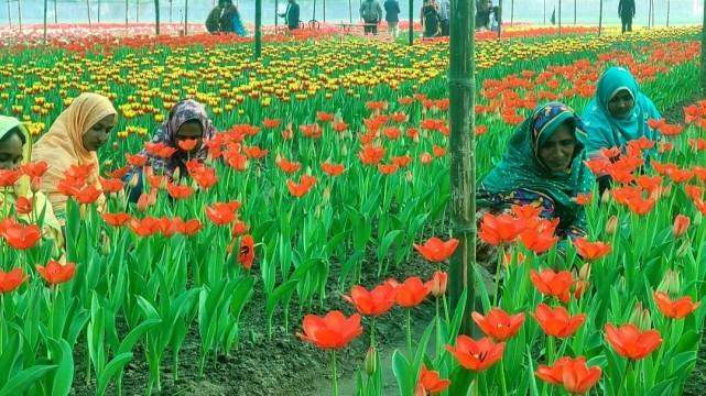 ভিনদেশী ফুল টিউলিপ ছড়াচ্ছে মুগ্ধতা, যেন একখণ্ড নেদারল্যান্ড