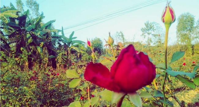 চকরিয়ায় ভালোবাসা ও ভাষা দিবসে ফুলের চাহিদা বাড়ছে