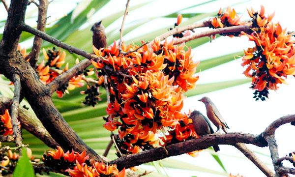 ঋতুরাজ বসন্তের প্রথম দিন আজ