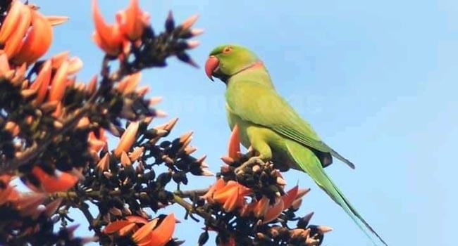 আজ বসন্ত, শিমুল-পলাশের শাখায় রক্তিম সম্ভার