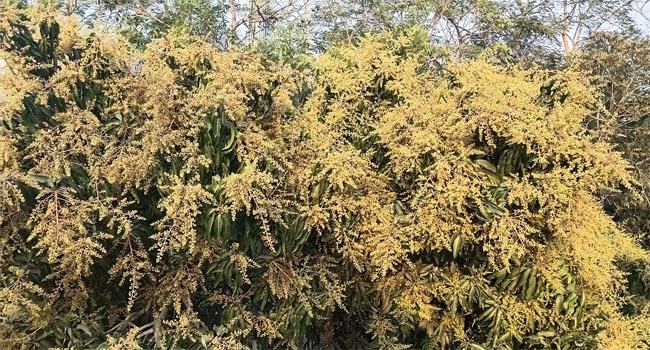 দৃষ্টিনন্দন আমের মুকুলে ইন্দুরকানী