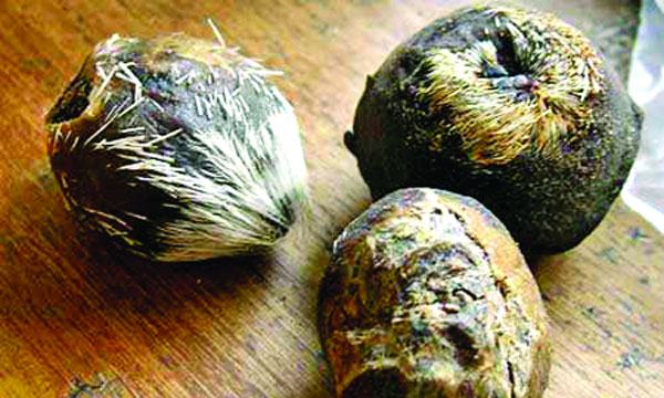 কস্তুরী