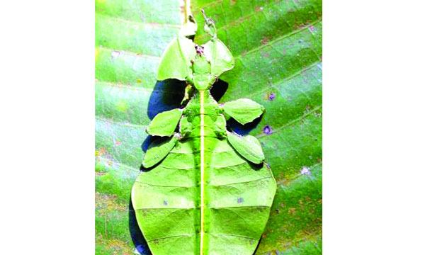 পাতাপোকা ছদ্মবেশ ধারণ করে