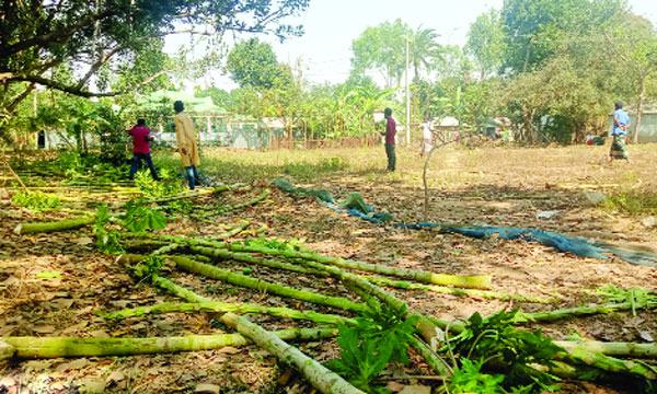 ভালুকায় ৫ শতাধিক পেঁপে গাছ কর্তন