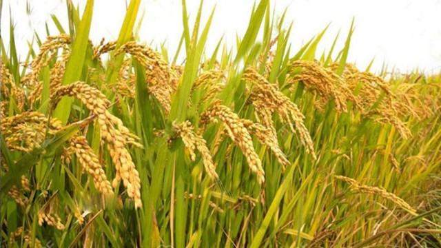 ধান দিয়ে কী হবে, মানুষ যদি না বাঁচে