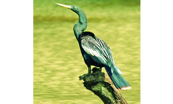 অ্যানহিংগা পাখি
