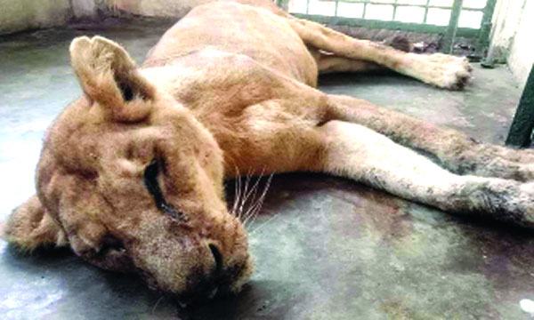 চকরিয়া বঙ্গবন্ধু সাফারি পার্কে সিংহ শাবক টুম্পার মৃত্যু