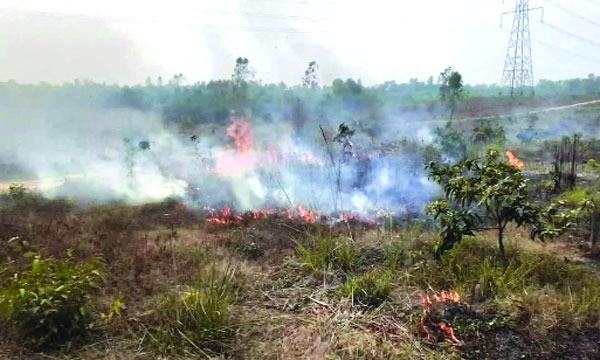 মিরসরাইয়ে ৫ শতাধিক আমগাছ পুড়িয়ে দিলো দুর্বৃত্তরা