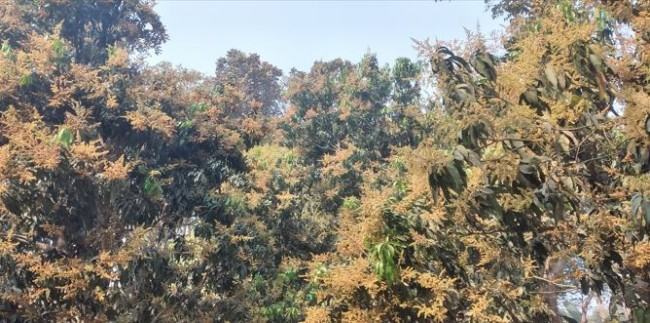 গাছে গাছে আম্রমুকুল, পরিচর্যায় ব্যস্ত চাষীরা