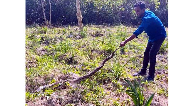 লোকালয় থেকে উদ্ধার হওয়া অজগর বনে অবমুক্ত
