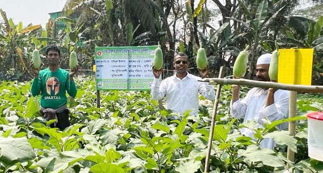 সবুজ পাতার চাদরে মোড়ানো সাইদুলের বেগুন ক্ষেত