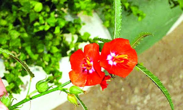 দুপুর ঠিক ১২টায় ফোটে যে ফুল
