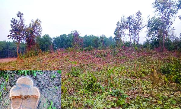 ভালুকায় রাতের আঁধারে বন বিভাগের কয়েক শ’ গাছ চুরি