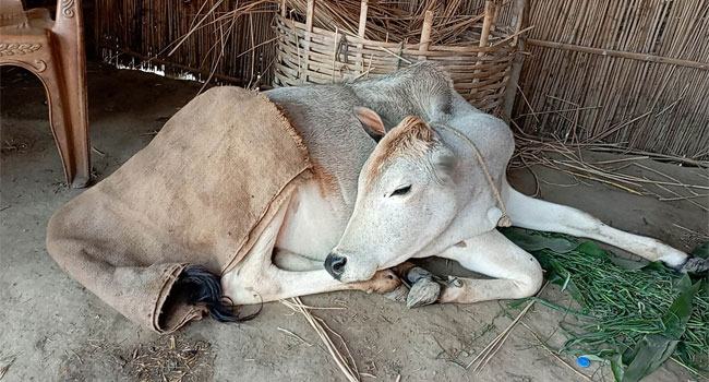 রাণীশংকৈলে ৪ মহল্লায় অজানা রোগে ১০০ গরুর মৃত্যু