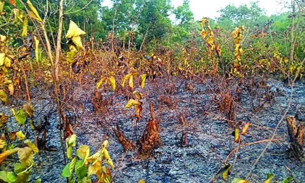 ভালুকায় আবারো বনে আগুন ও গজারি গাছ কর্তন
