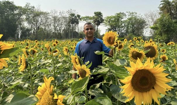 মিরসরাইয়ে সূর্যমুখী ফুলের আবাদ