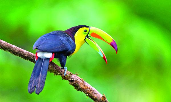 টুক্যান পাখি