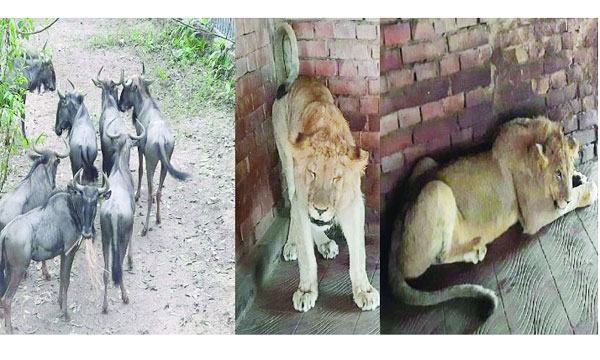 চট্টগ্রাম চিড়িয়াখানায় আফ্রিকার সিংহ জুটি ৪ জোড়া ওয়াইল্ড বিস্ট