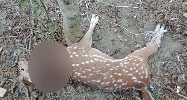 ভোলার দক্ষিণ আইচায় জবাই করা হরিণ উদ্ধার