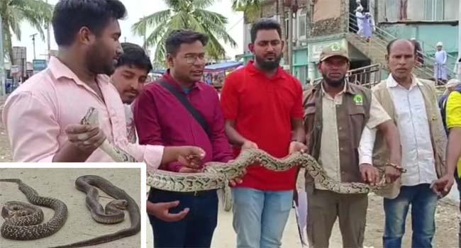 কুয়াকাটায় ১টি অজগর ও ৩টি পদ্ম গোখরা অবমুক্ত