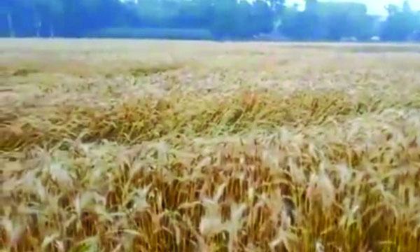 মেহেরপুরে বর্ষণে দুশ্চিন্তায় গমচাষিরা