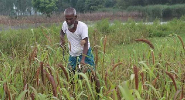 রায়গঞ্জ থেকে বিলুপ্ত কাউন ও যবের চাষ
