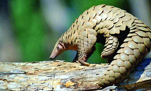 প্যাঙ্গোলিন ভয়ঙ্করদর্শন প্রাণী
