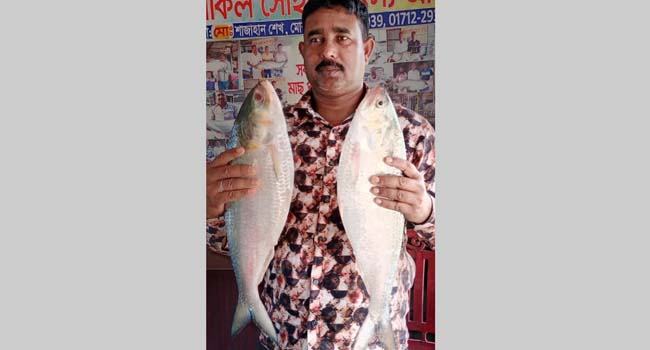 দৌলতদিয়ায় পদ্মার ২টি ইলিশের দাম ১৭ হাজার টাকা