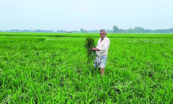 নালিতাবাড়ীতে কাঁচা ধান কেটে কৃষকের সর্বনাশ
